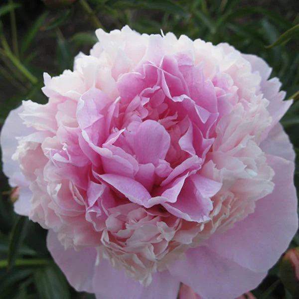 Edulis Superba - 3/5 Eye Peony - Image 2