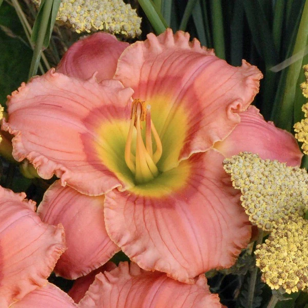 Elegant Candy – Daylily