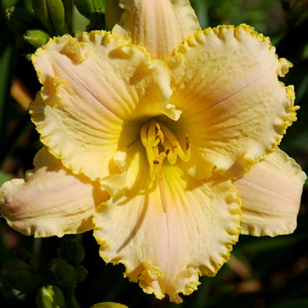 Everyone Loves An Angel Daylily