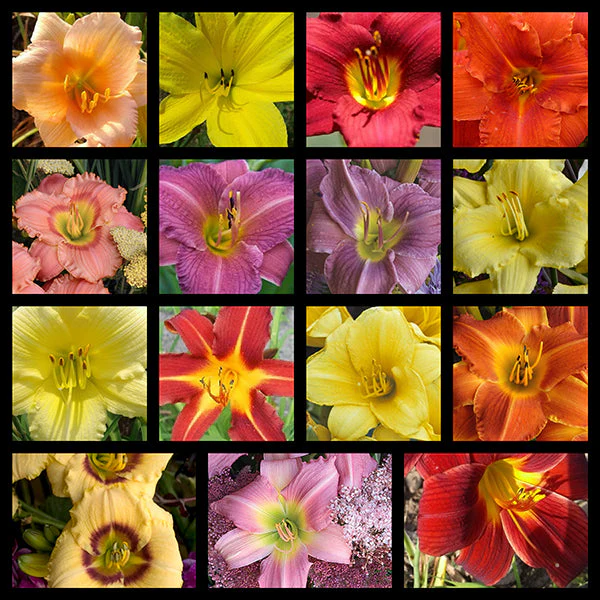 Daylilies by the Dozen - Image 2