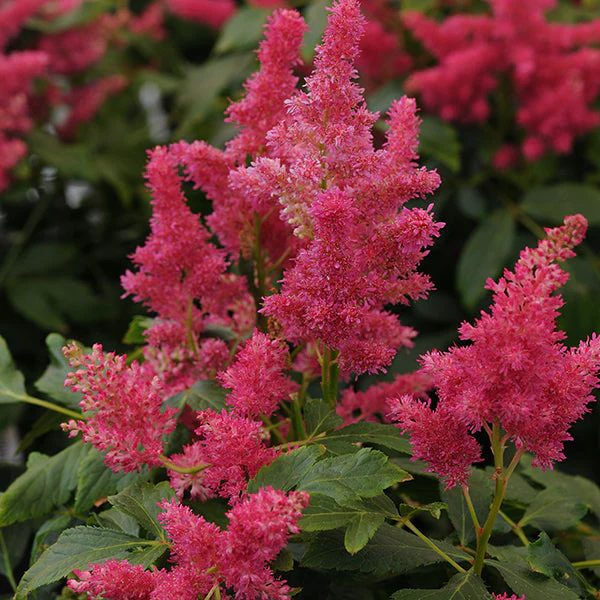 Fireberry Astilbe - Image 2