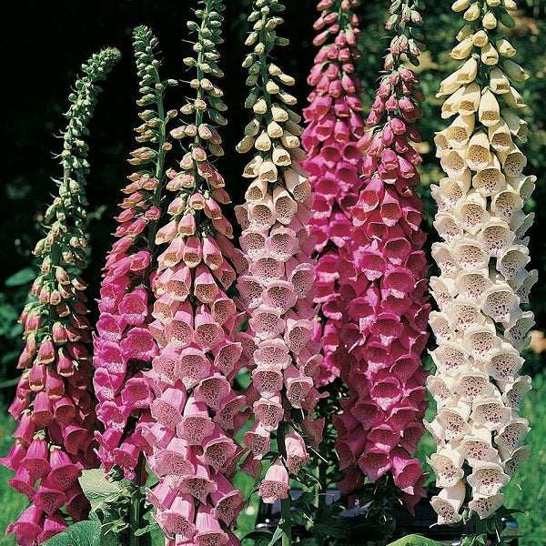 Fancy Foxglove - Image 2