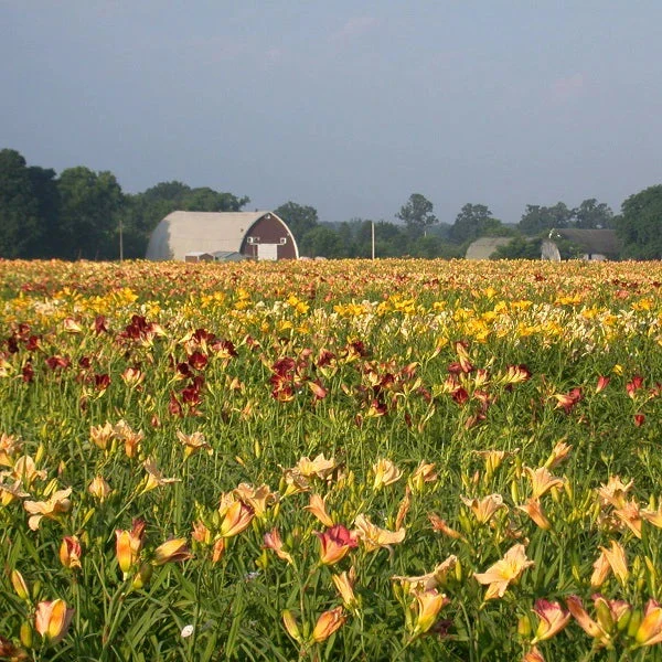 Daylilies by the Dozen - Image 3
