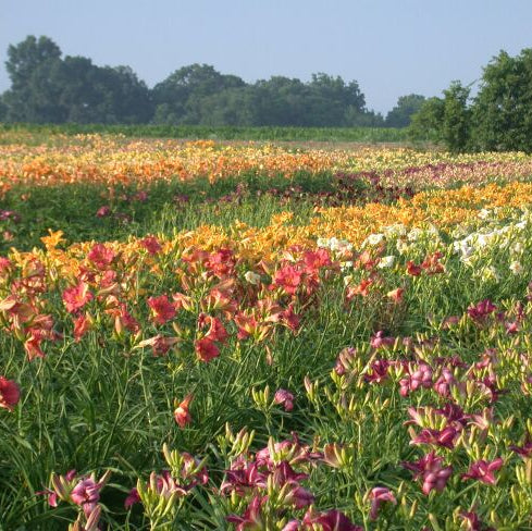 Premium Daylily Pack - 12 each - Image 3