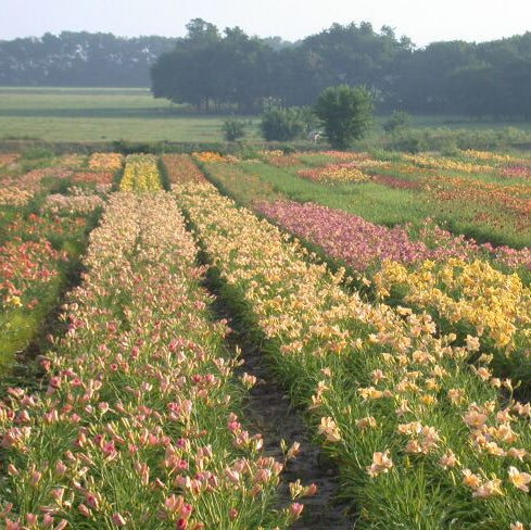 Premium Daylily Pack - 12 each - Image 2