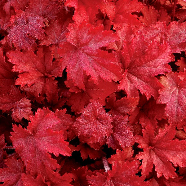Fire Chief Coral Bells - Image 2