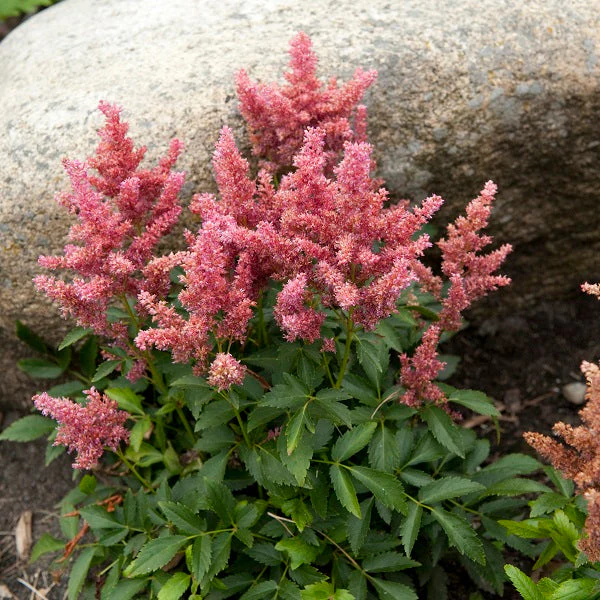 Fireberry Astilbe - Image 3