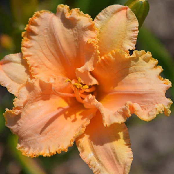 Flounced Symphony Daylily