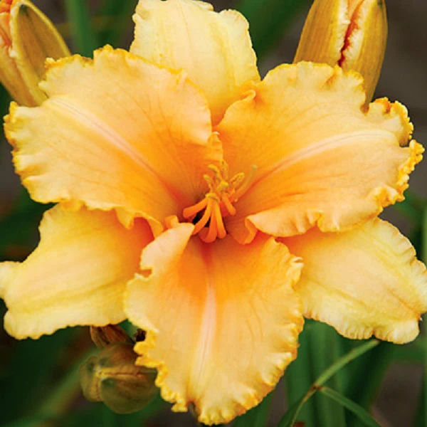 Flounced Symphony Daylily - Image 2