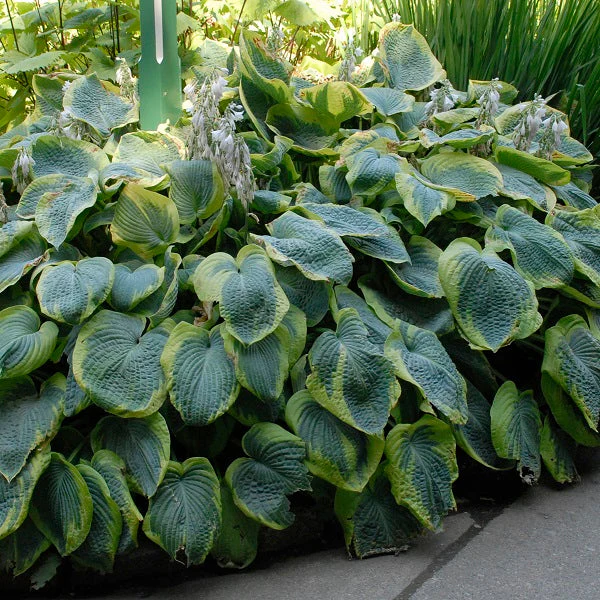 Frances Williams Hosta - Image 3