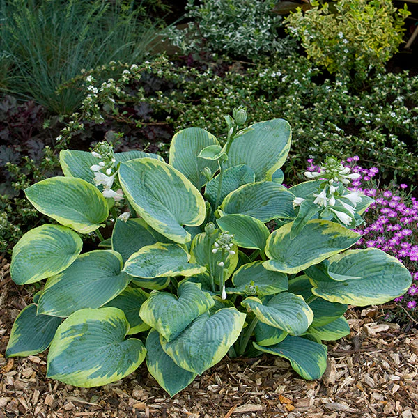 Frances Williams Hosta - Image 2