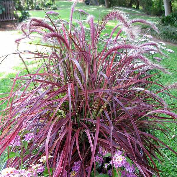 Fireworks Fountain Grass - Image 2