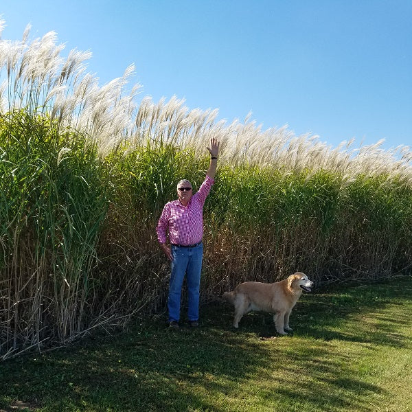 25 Foot Wide Privacy Fence - Giant Miscanthus (10 Divisions) - Image 2