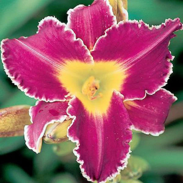 Gentle Ed Daylily - Image 2