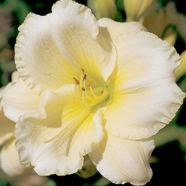 Gentle Manners Daylily