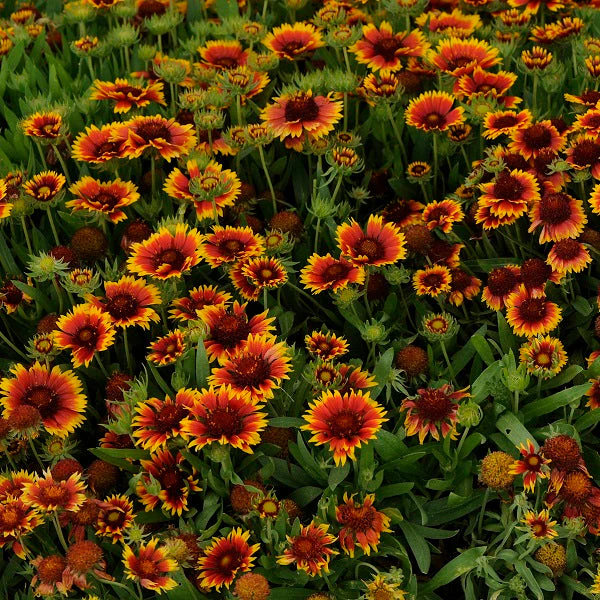 Goblin Blanket Flower - Image 2