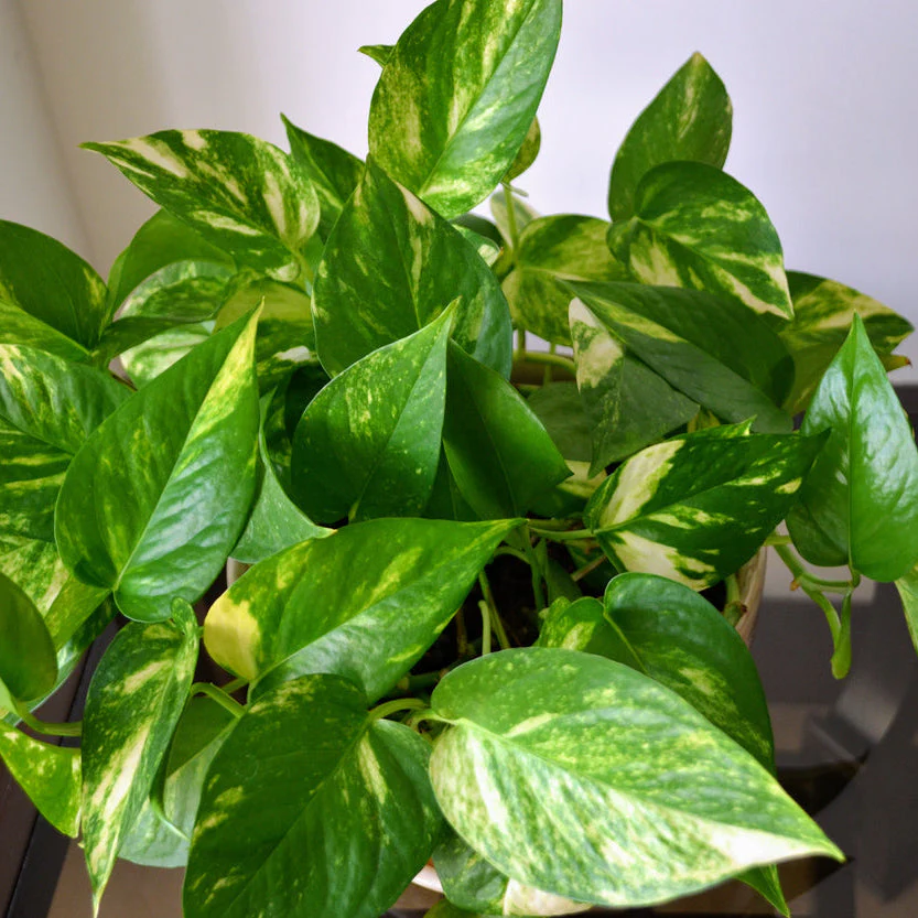 Golden Pothos - Image 2