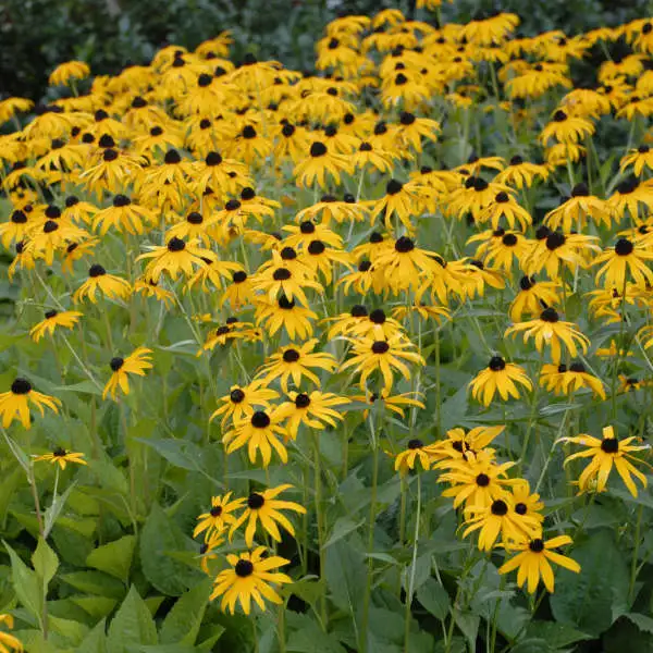 Goldsturm Black Eyed Susan - Image 3
