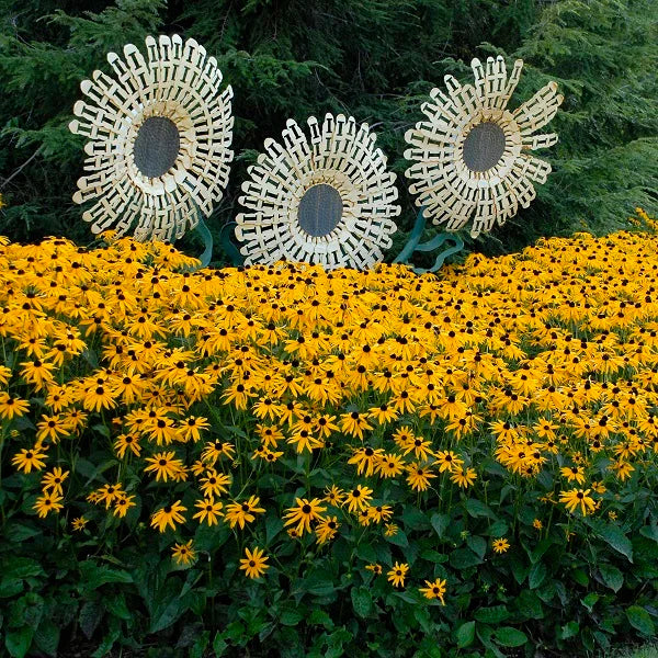 Goldsturm Black Eyed Susan - Image 2