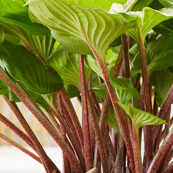 Gooseberry Sundae Hosta