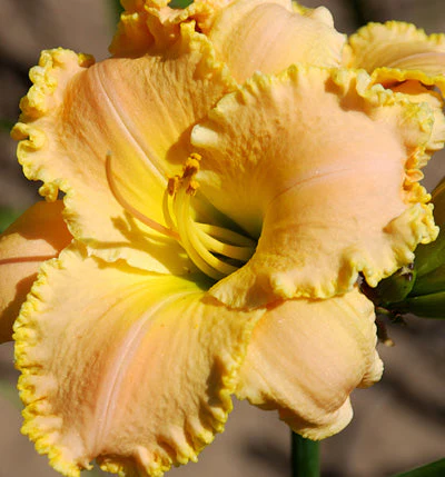 Graceful Louise Daylily