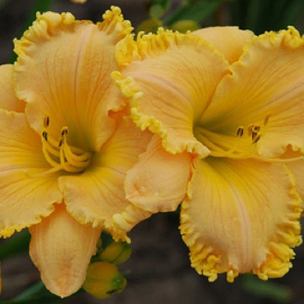 Grandpa’s Choice Daylily