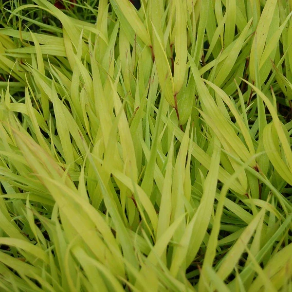 All Gold Hakone Grass - Image 2