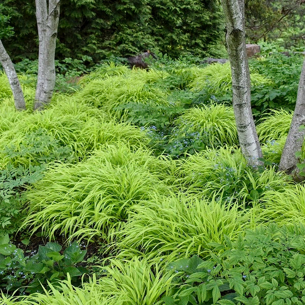 All Gold Hakone Grass - Image 3