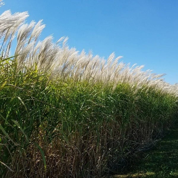25 Foot Wide Privacy Fence – Giant Miscanthus (10 Divisions)