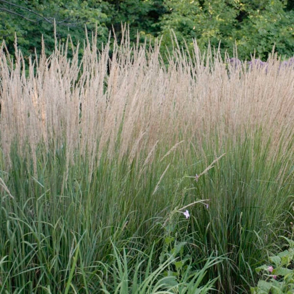 Karl Foerster Feather Reed Grass - Image 2