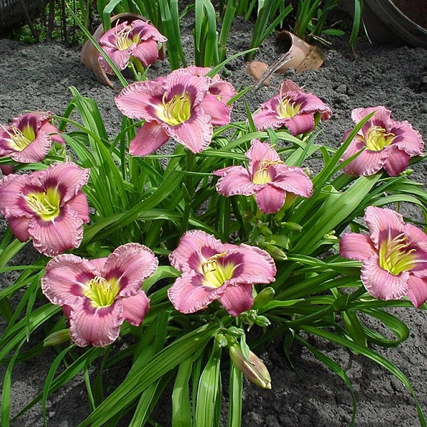 Always Afternoon Daylily - Image 3
