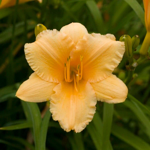 Apricot Sparkles Daylily - Image 3