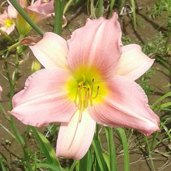Bama Music Daylily - Image 3