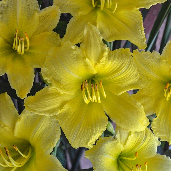 Big Time Happy Daylily - Image 2