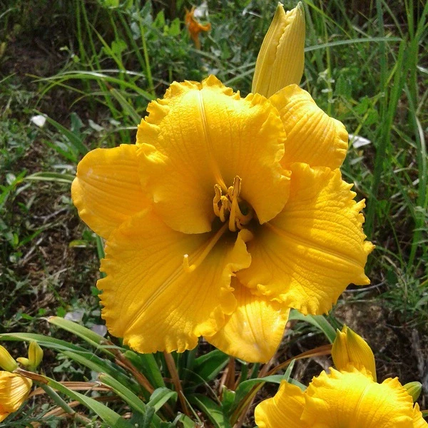Elegant Explosion Daylily - Image 3
