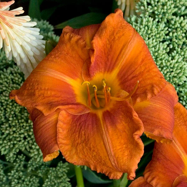 Fire King Daylily - Image 2