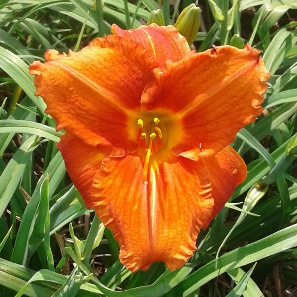 Fire King Daylily - Image 3