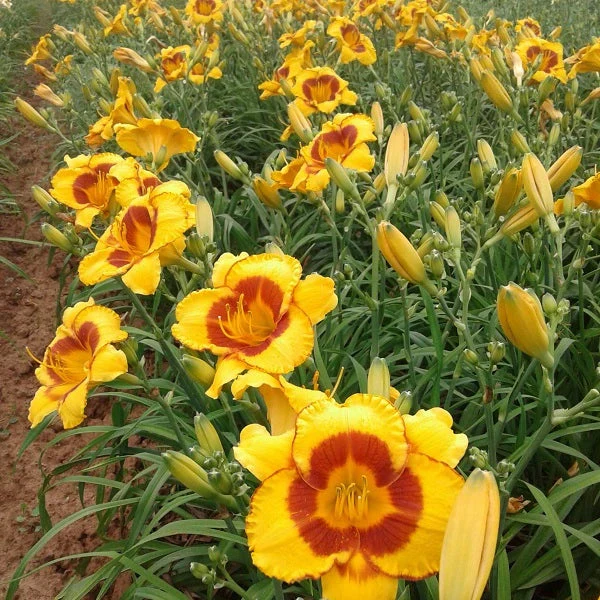 Fooled Me Daylily - Image 3