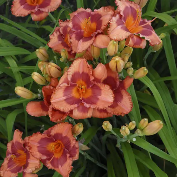 Holiday Song Daylily - Image 3