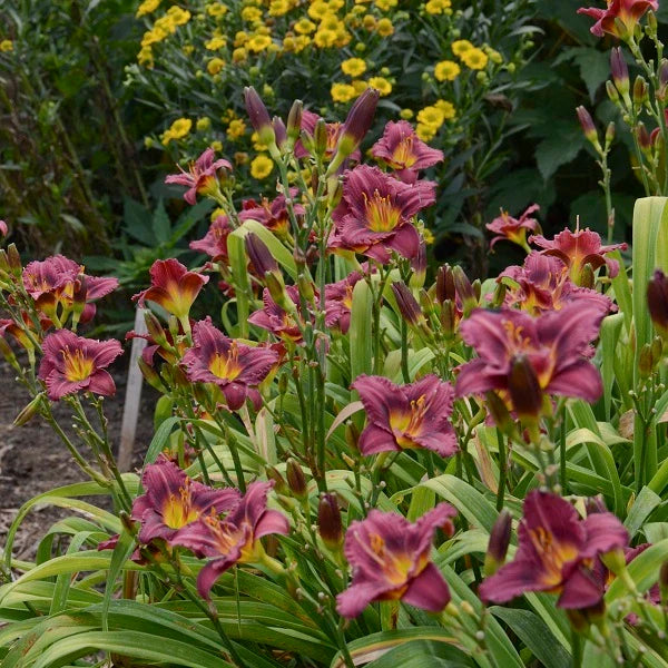 Little Grapette Daylily (2 for 1) - Image 2