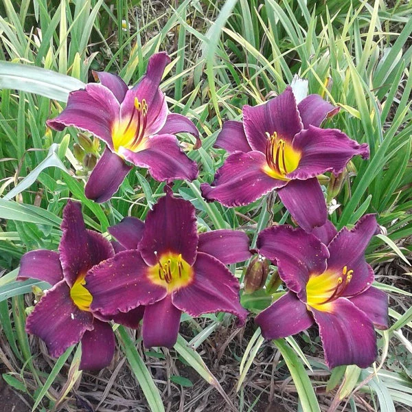 Minstrel Boy Daylily - Heritage Collection - Image 2