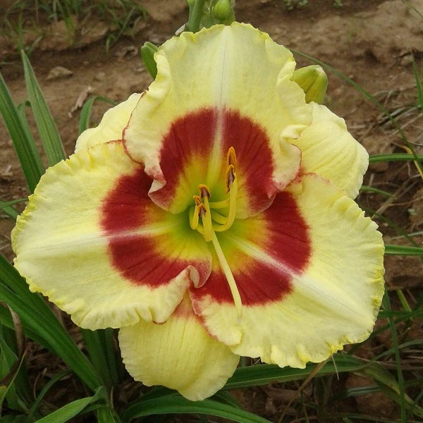 Monterrey Jack Daylily - Image 2