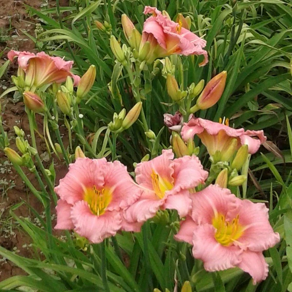 My Sweet Rose Daylily - Image 2