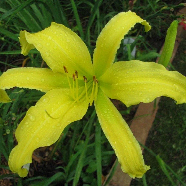 Peek-A-Boo Daylily - Heritage Collection - Image 2