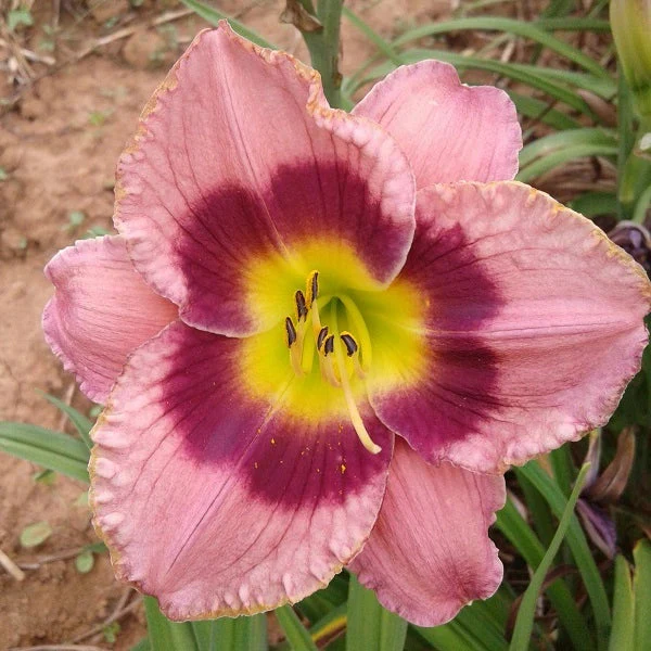 Return a Smile Daylily - Image 3