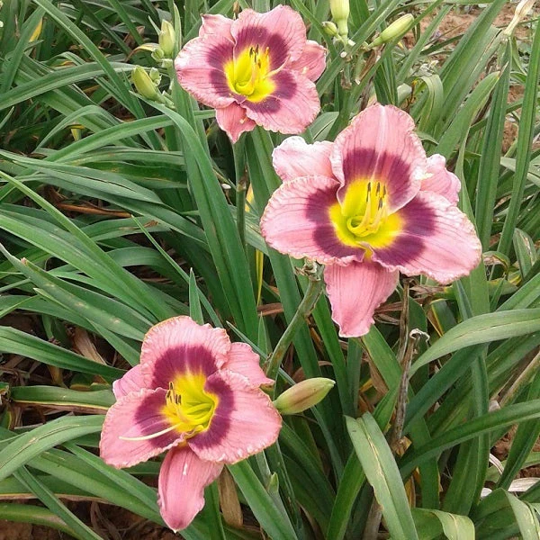 Return a Smile Daylily - Image 2