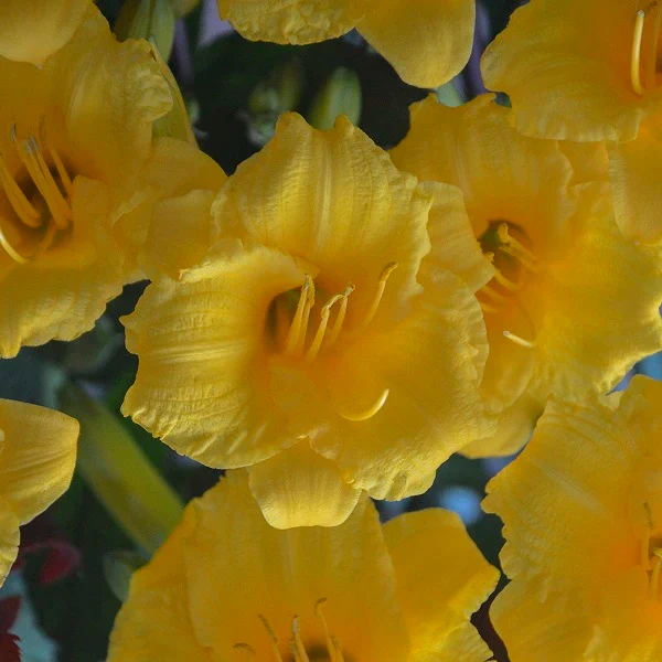 Stella de Oro Daylily (2 for 1) - Image 2