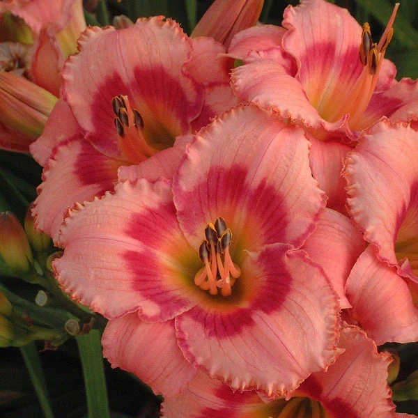 Strawberry Candy Daylily