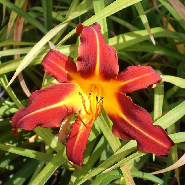 Autumn Red Daylily - Image 3