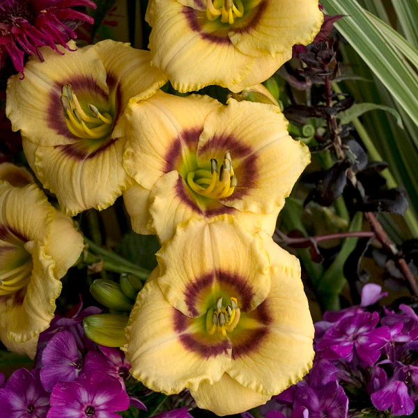 Baby Moon Cafe Daylily (2 for 1)